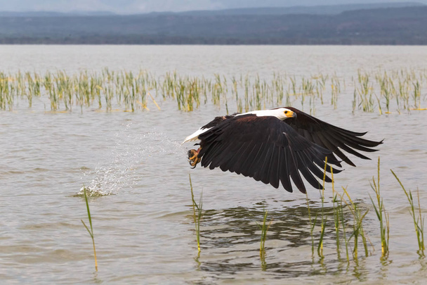 Águila agarra peces de la superficie del lago. Lago Baringo, Kenia
 - Foto, Imagen