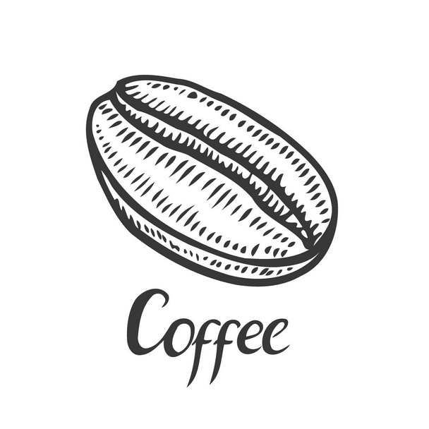 Vintage coffee bean engraving vector illustration - Vector, Image