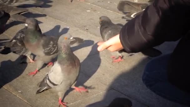 Dítě krmí holuby s rukama - Záběry, video