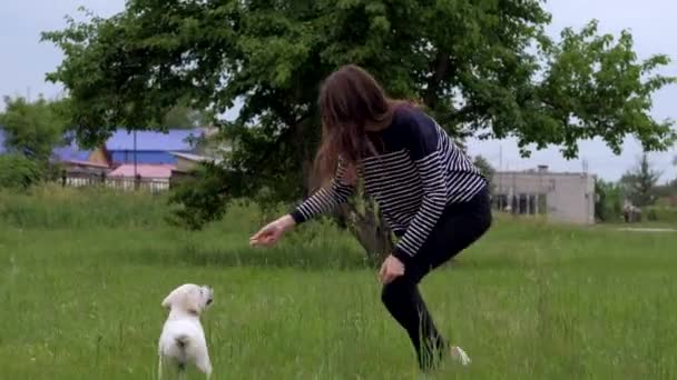 White little puppy Labrador walks on park. - Video, Çekim