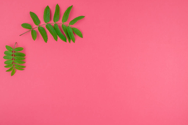 Patrón de vista superior plano creativo con hojas de rowan verde fresco sobre fondo rosa brillante con espacio de copia en estilo de arte pop duotone mínimo, plantilla de marco para texto
 - Foto, Imagen