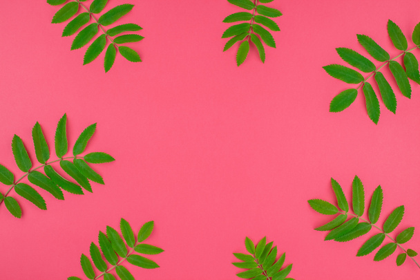 Creative flat lay top view pattern with fresh green rowan tree leaves on bright pink background with copy space in minimal duotone pop art style, frame template for text - Photo, image
