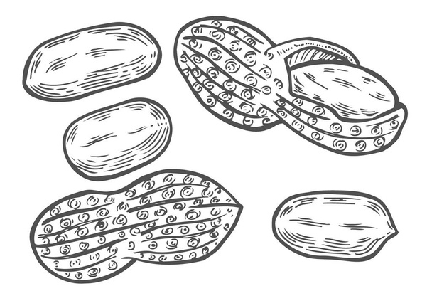 Peanuts nuts isolated. Vector illustration of food. Vintage engraving art. Hand drawing plants. Black and white sketch. - Vector, Image