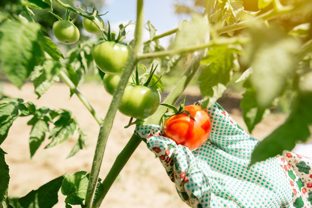 Organic tomato harvest. Farmer holding freshly picked vegetable from the garden. - Фото, зображення