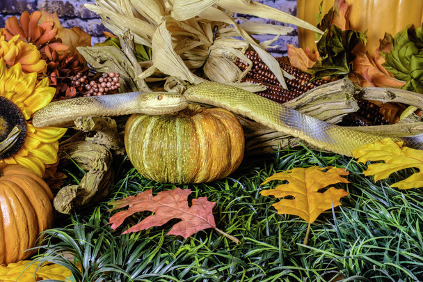 autumn garden with sunflowers pumpkins fall leaves and large yellow snake on green grass - Photo, Image