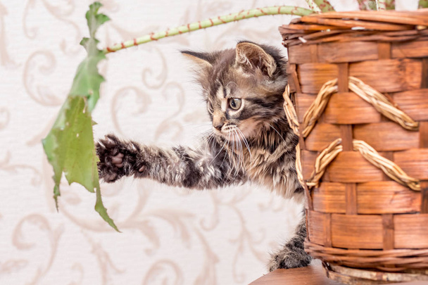 Malé živé kotě hraje s listy pokojových rostlin - Fotografie, Obrázek