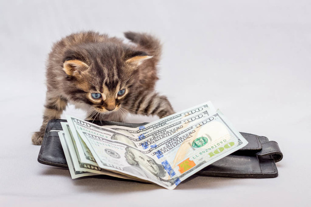 A little kitten near a purse and dollars. A kitten looks curious about money. Surprising a lot of money - Photo, Image