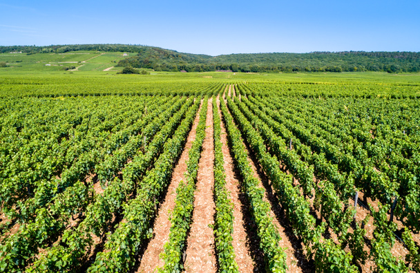 View of Cote de Nuits vineyards in Burgundy, France - 写真・画像