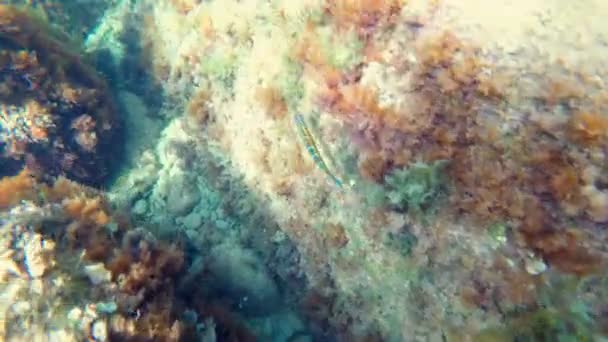 Lippfisch oder Thalassoma pavo in javea Strand von el portixol, Mittelmeerküste in alicante. Spanien - Filmmaterial, Video