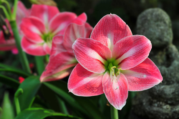 Red Amaryllis flowers in a garden - Photo, Image