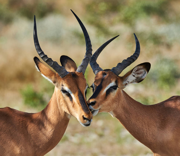 Dos hombres negros frente a impala fotografiados en Namibia
 - Foto, Imagen