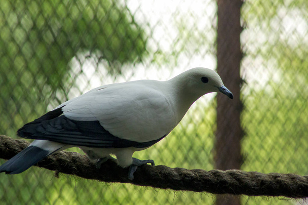 Pied Imperial Pigeon in the Zoo - Фото, изображение