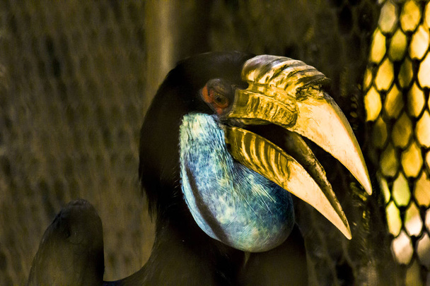 Slepice Wreathed zoborožce samice v zoo. - Fotografie, Obrázek