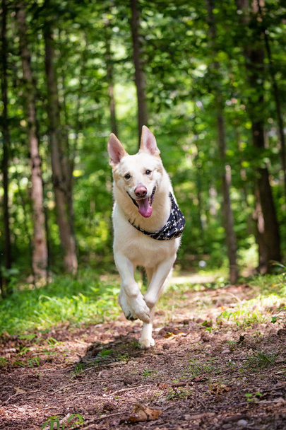 Large white dog with happy expression running down a path in the woods on a summer day - 写真・画像
