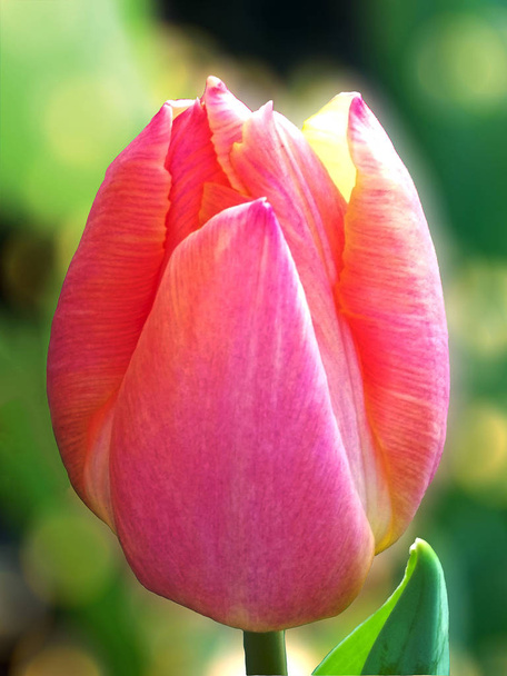 Makro-Ansicht einer rosa Tulpenblume auf verschwommenem Bokeh-Grün-Hintergrund im Frühling - Foto, Bild