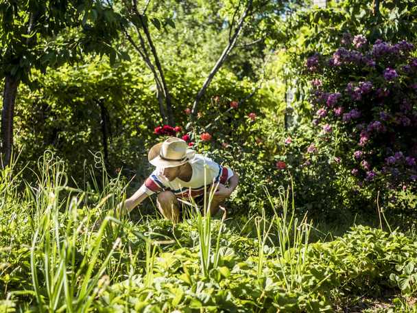young man in summer hat working in the garden in casual during summer  - Photo, Image