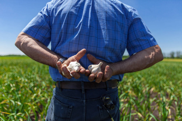 Bauer mit zwei Knoblauchknollen auf dem Rücken, eine in jeder Hand, in einem Knoblauchfeld - Foto, Bild