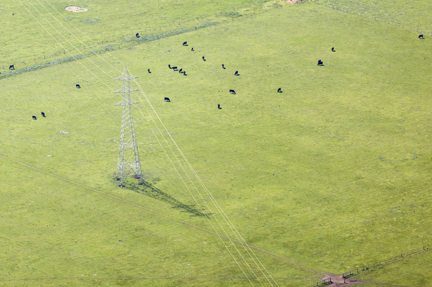Αεροφωτογραφία του ένα πράσινο χωράφια με αγελάδες που βόσκουν κάτω γραμμή ισχύος. - Φωτογραφία, εικόνα