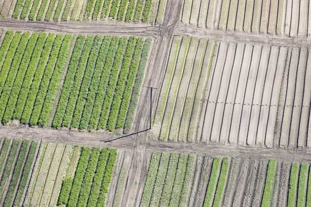 Cosechar cultivos desde una perspectiva aérea
. - Foto, imagen
