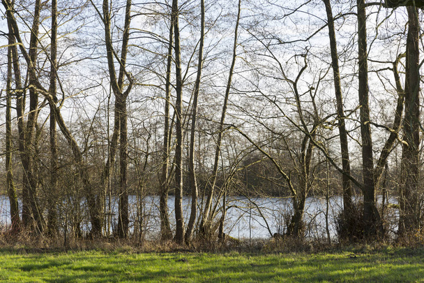 Вид на озеро з безлистяними деревами
. - Фото, зображення