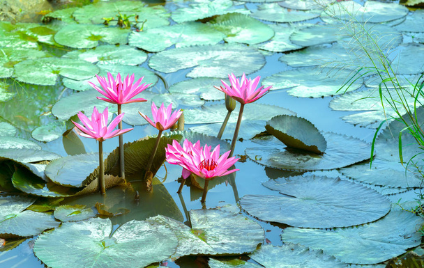 Nenúfar temporada de floración con hermosas flores púrpuras, debajo de grandes hojas verdes cubre estanque temprano sol
 - Foto, Imagen