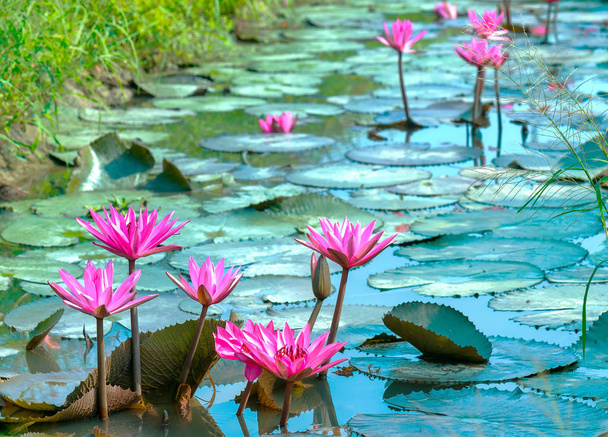Water lily blooming season with beautiful purple flowers, below large green leaves covers pond early sunshine - Foto, afbeelding