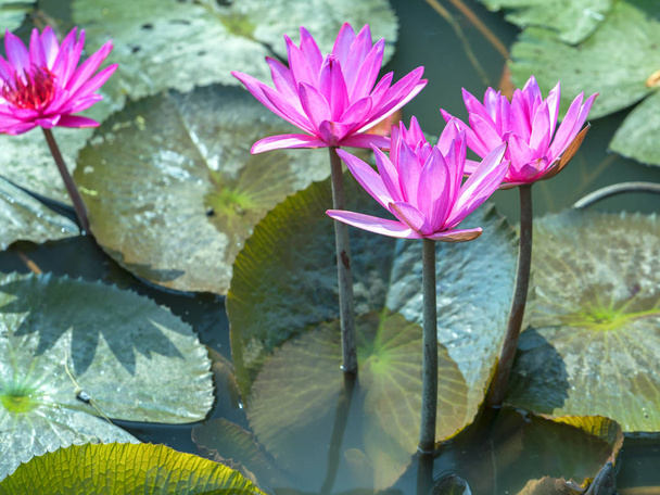 Сезон цвітіння водяної лілії з красивими фіолетовими квітами, нижче великого зеленого листя покриває ставок раннім сонцем
 - Фото, зображення