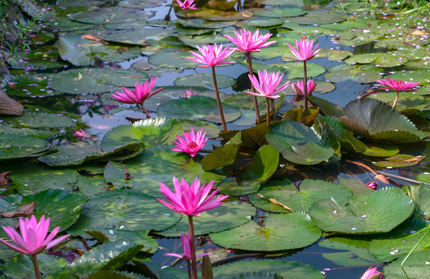 Nenúfar temporada de floración con hermosas flores púrpuras, debajo de grandes hojas verdes cubre estanque temprano sol
 - Foto, Imagen