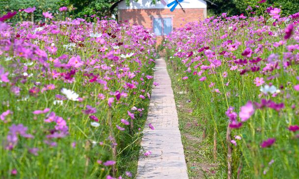 Cosmos bipinnatus flores brillan los dos lados del pequeño camino en el hermoso jardín de flores
 - Foto, Imagen