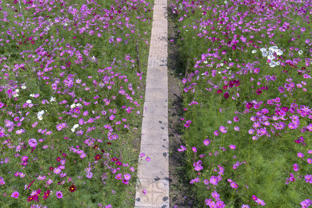 Cosmos bipinnatus flores brillan los dos lados del pequeño camino en el hermoso jardín de flores
 - Foto, imagen