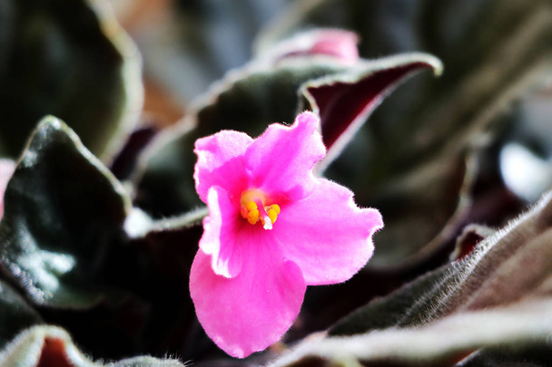 Pink African violet with blur background. Flower - Photo, Image