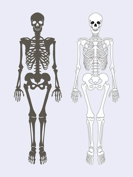 Skelet van het menselijk lichaam instellen vectorillustratie - Vector, afbeelding
