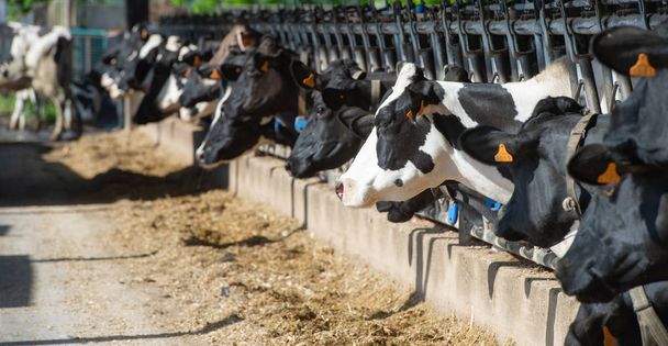 Cows feeding in large cowshed, France - Foto, afbeelding