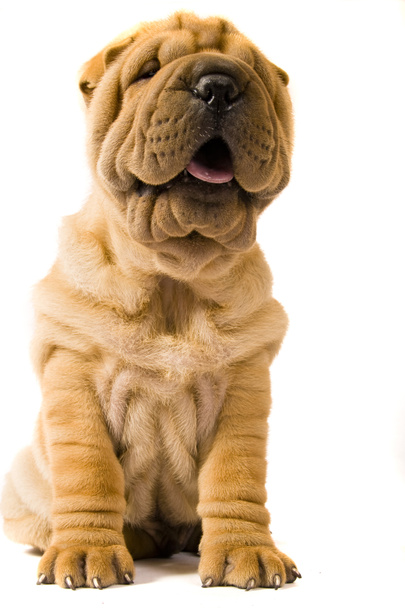 Шарпэйская собака
 - Фото, изображение