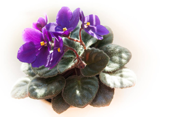 african violet flower or violet saintpaulias flowers lilac in a pot on white background - Photo, Image