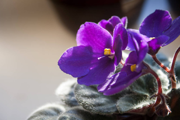 flor violeta africana ou flores violeta saintpaulias lilás
 - Foto, Imagem