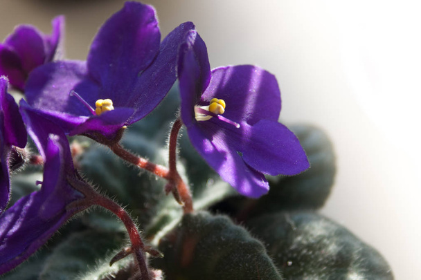 flor violeta africana ou flores violeta saintpaulias lilás
 - Foto, Imagem