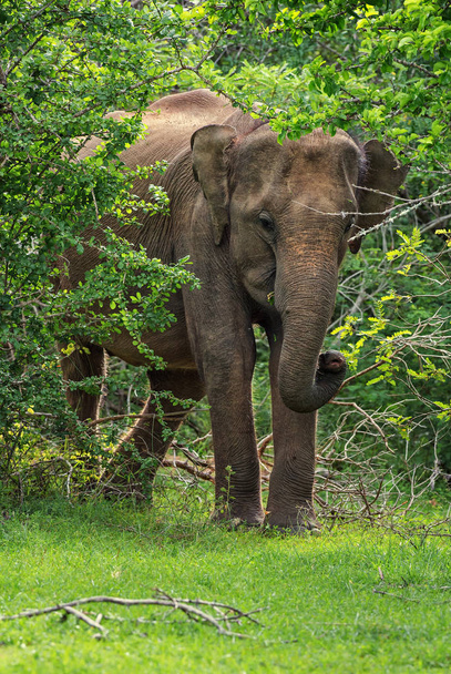 Sri Lanki słoń - Elephas maximus maximus, Sri Lanka - Zdjęcie, obraz