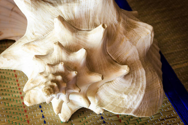 A concha das conchas é formada por uma peça assimétrica ferida em espiral
 - Foto, Imagem