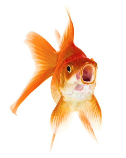 χρυσό ψάρι σε άσπρο φόντο - Φωτογραφία, εικόνα