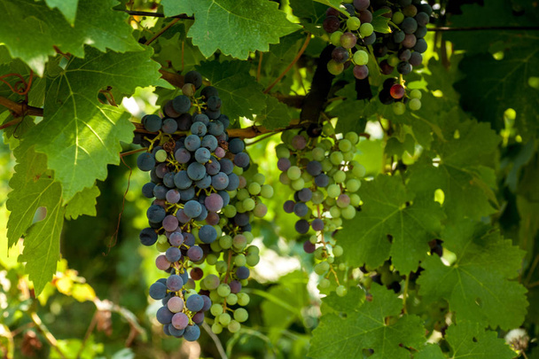 Red grapes on the vine in Moldova - Foto, Bild