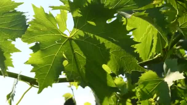 зеленые листья винограда в винограднике в Тоскане, Италия. 4K Ultra HD Video
. - Кадры, видео