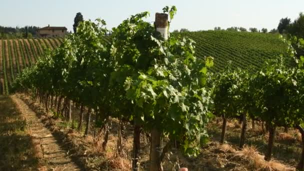 Beautiful vineyards in Chianti region near Quarate Village (Florence) during summer season in Tuscany, Italy.4K UHD Video Nikon D500 - Footage, Video