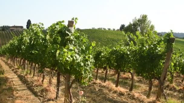 Прекрасні виноградники в регіоні К'янті поблизу с. Quarate (Флоренція) під час літнього сезону в Тоскані, Italy.4k Uhd відео Nikon D500 - Кадри, відео