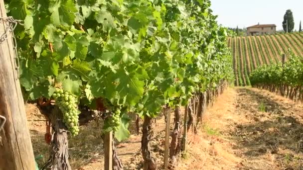 Krásné vinice v regionu Chianti poblíž vesnice Quarate (Florencie) během letní sezóny v Toskánsku, Italy.4k Uhd Video Nikon D500 - Záběry, video