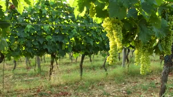 キャンティ地方の緑のブドウ畑の白ブドウの房。トスカーナ夏のシーズン。イタリア。4 k Uhd 映像 - 映像、動画