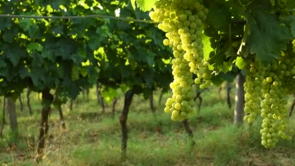 banda bílých hroznů v zelených vinic regionu chianti. letní sezóna, Toskánsko. Itálie. 4 k Uhd videa - Záběry, video
