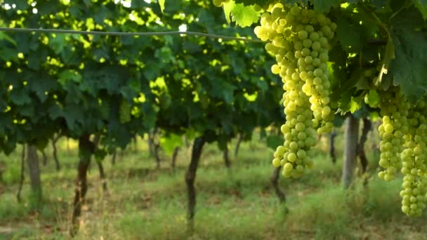 Куча белого винограда в зеленом винограднике Кьянти. летний сезон, Тоскана. Италия. 4K UHD видео
 - Кадры, видео