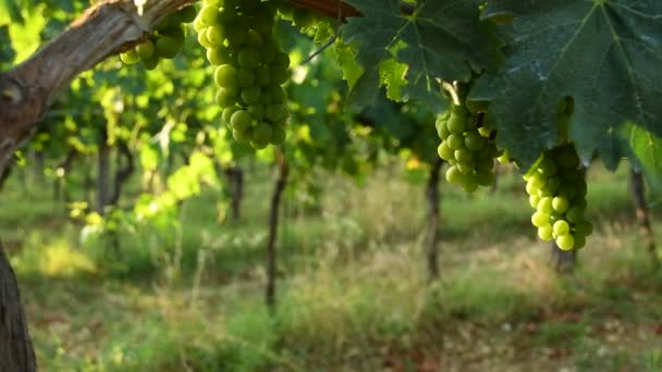 bukiet z białych winogron w zielone winnice regionu chianti. sezon letni, Tuscany. Włochy. 4 k Uhd wideo - Materiał filmowy, wideo
