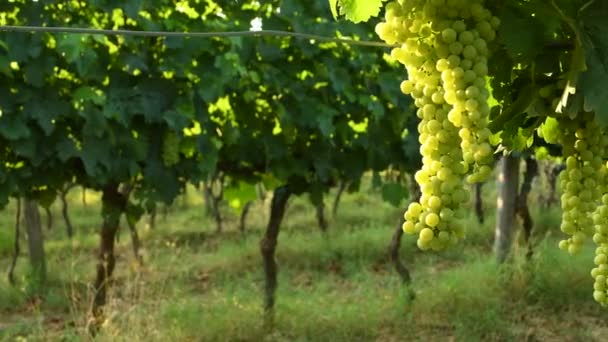 Trauben aus weißen Trauben in einem grünen Weinberg der Chianti-Region. Sommersaison, Toskana. Italien. 4k uhd video - Filmmaterial, Video